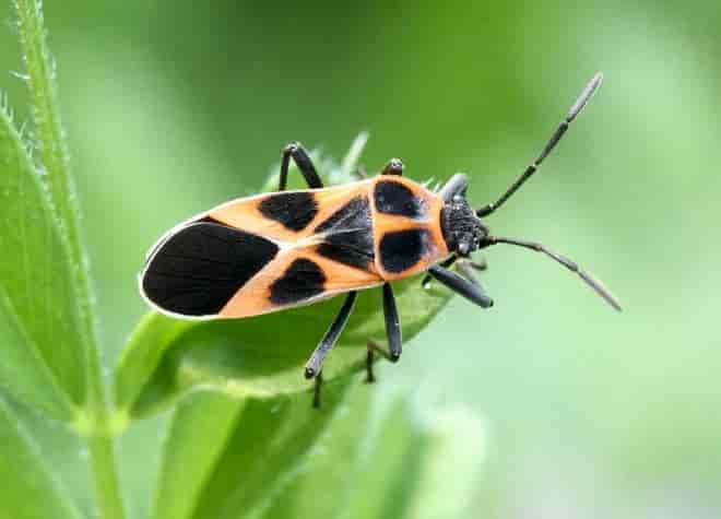 昆虫図鑑・ヒメジュウジナガカメムシ